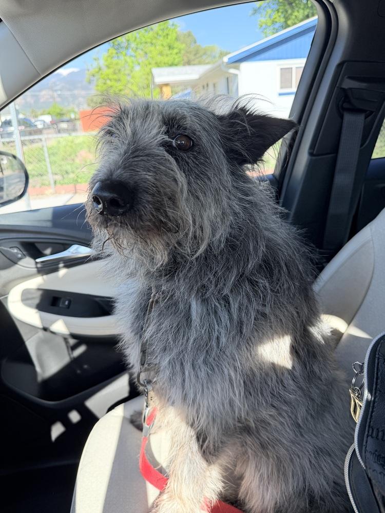 Scottish, a Adoptable mixed breed in Littleton, CO image 6/6