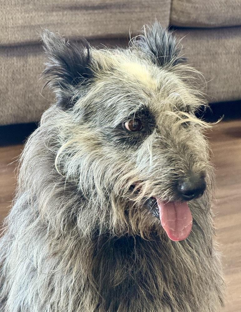 Enlarge Scottish, a Adoptable mixed breed in Littleton, CO image 6/6
