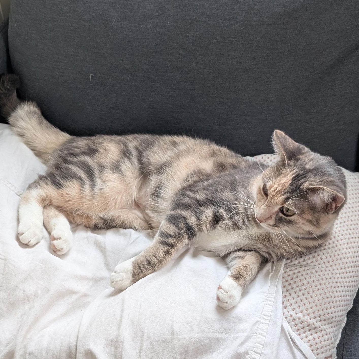 Enlarge Zelda- Female Teen Kitten, an adopted Dilute Tortoiseshell in San Francisco, CA image 4/5