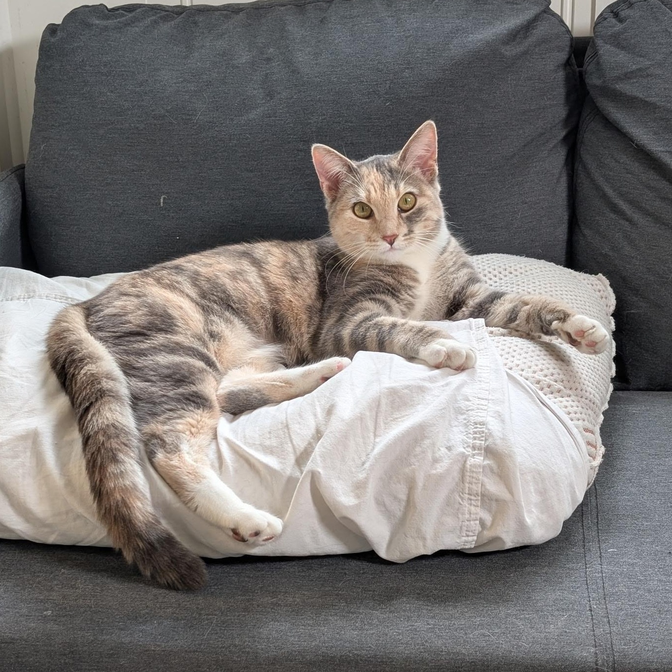 Enlarge Zelda- Female Teen Kitten, an adopted Dilute Tortoiseshell in San Francisco, CA image 3/5