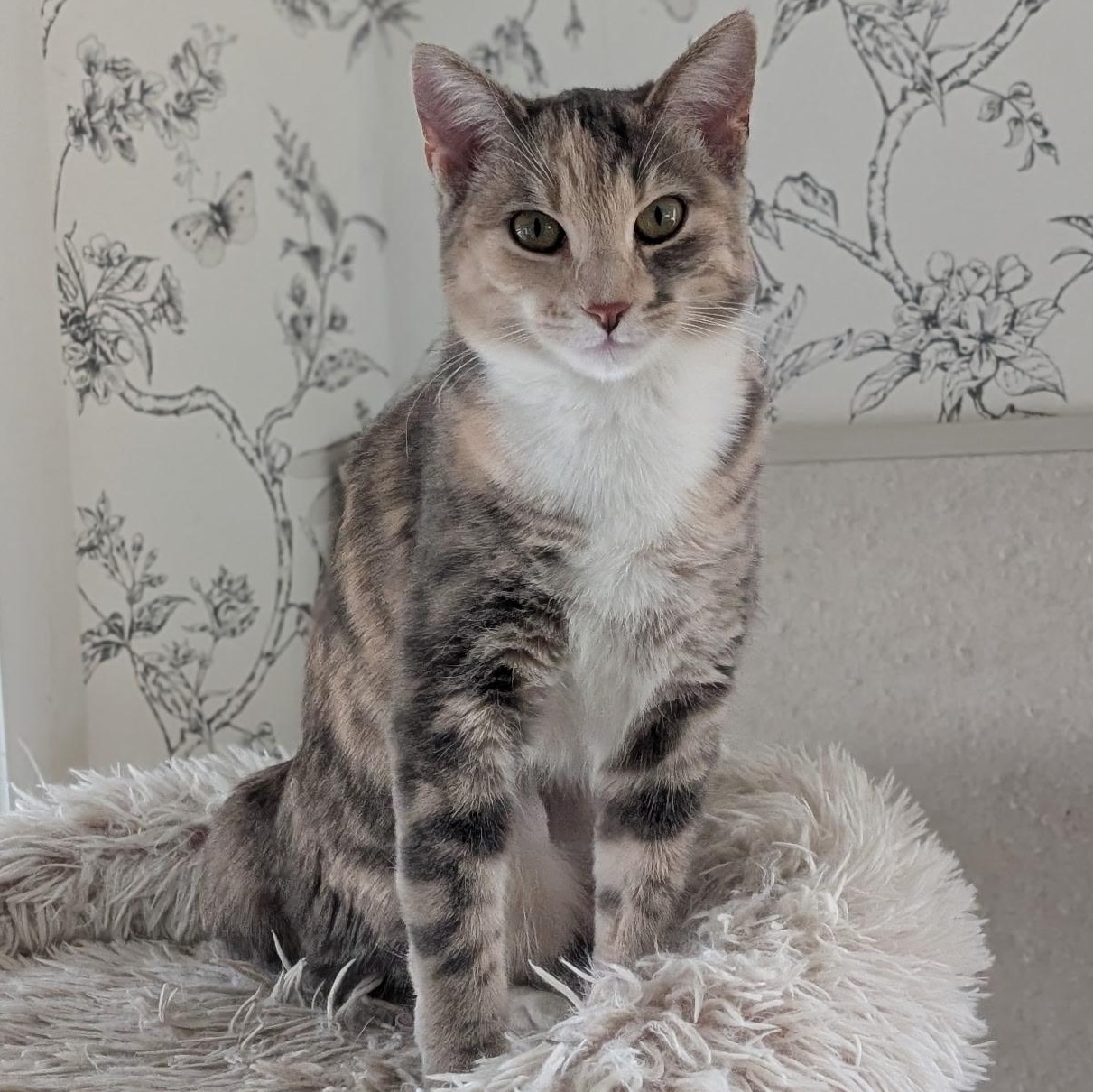 Enlarge Zelda- Female Teen Kitten, an adopted Dilute Tortoiseshell in San Francisco, CA image 2/5