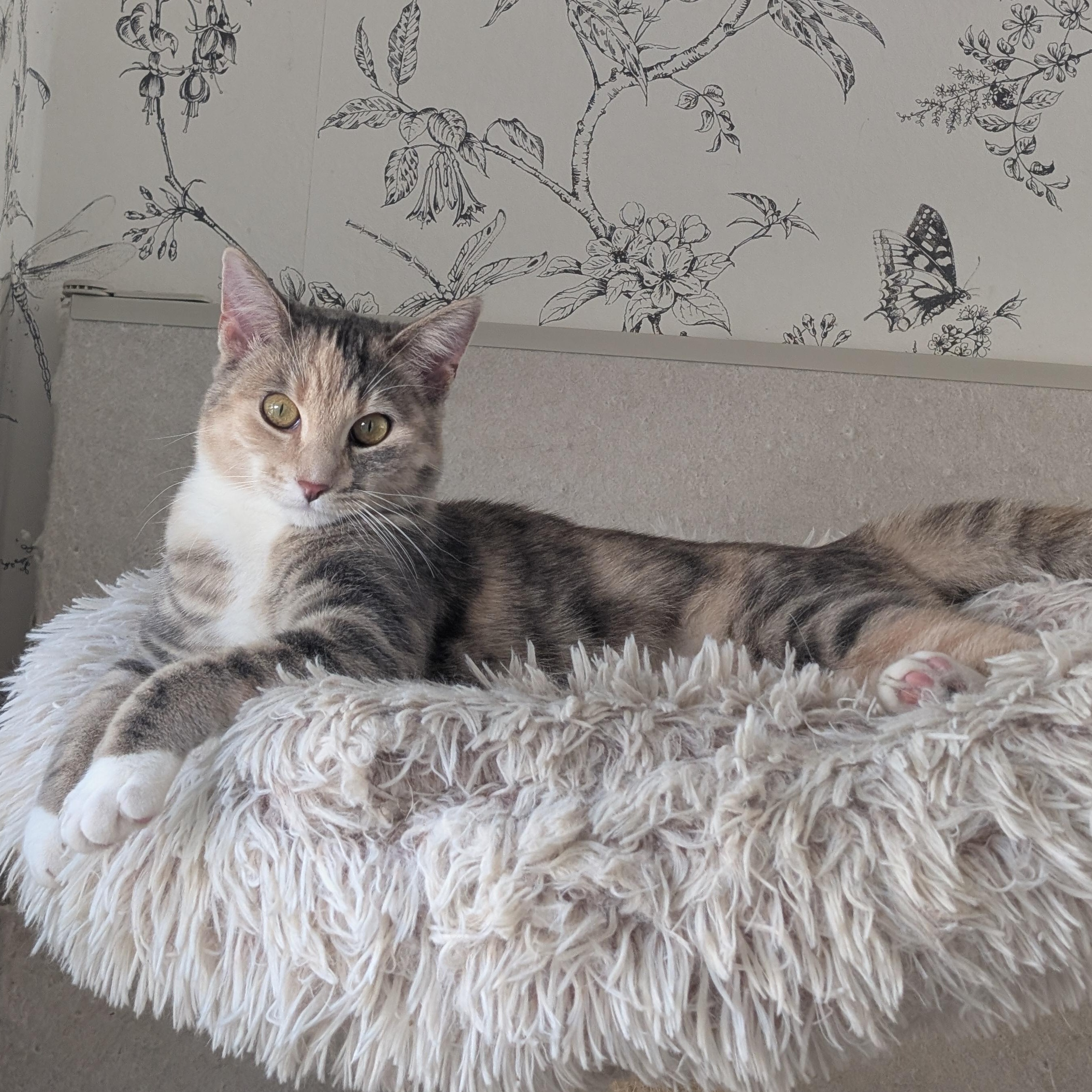 Enlarge Zelda- Female Teen Kitten, an adopted Dilute Tortoiseshell in San Francisco, CA image 5/5