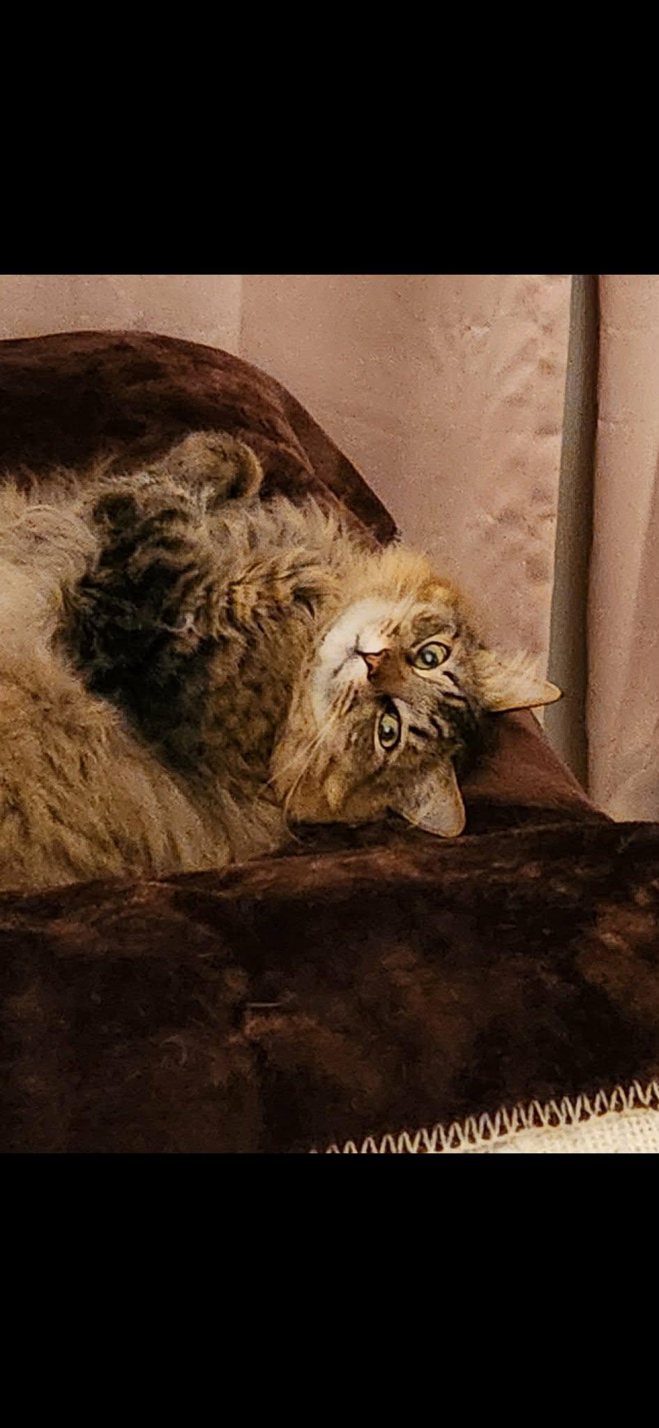 Enlarge Oliver, a Adoptable Domestic Medium Hair in Medford, OR image 1/3