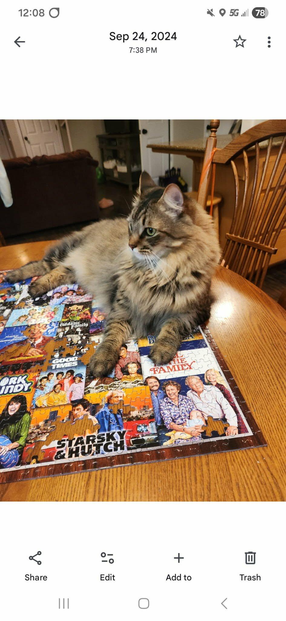 Enlarge Oliver, a Adoptable Domestic Medium Hair in Medford, OR image 2/3