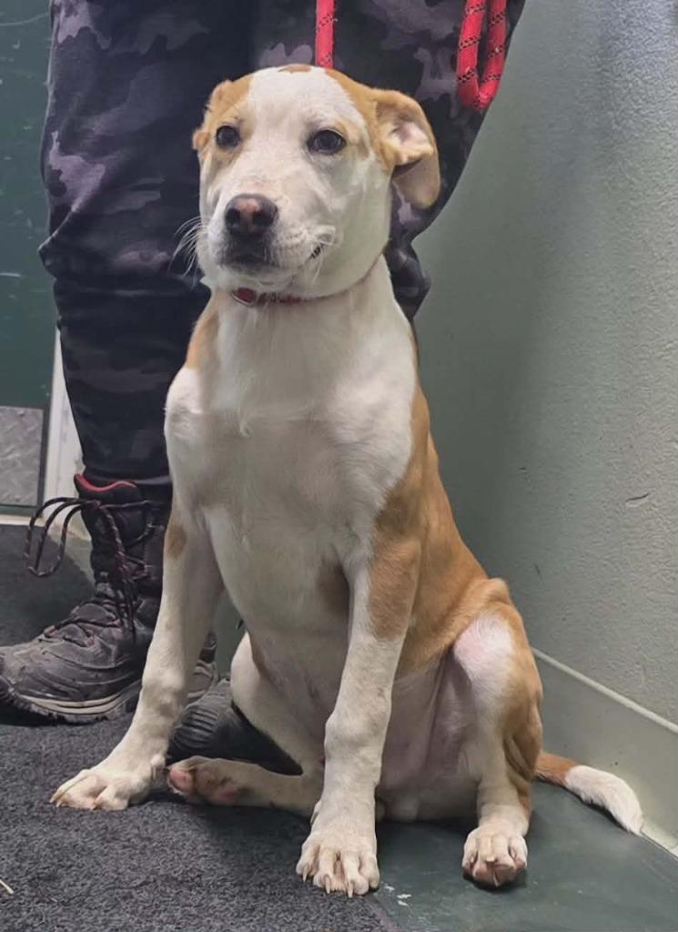 Max, Adoptable, Puppy Male Mixed Breed.