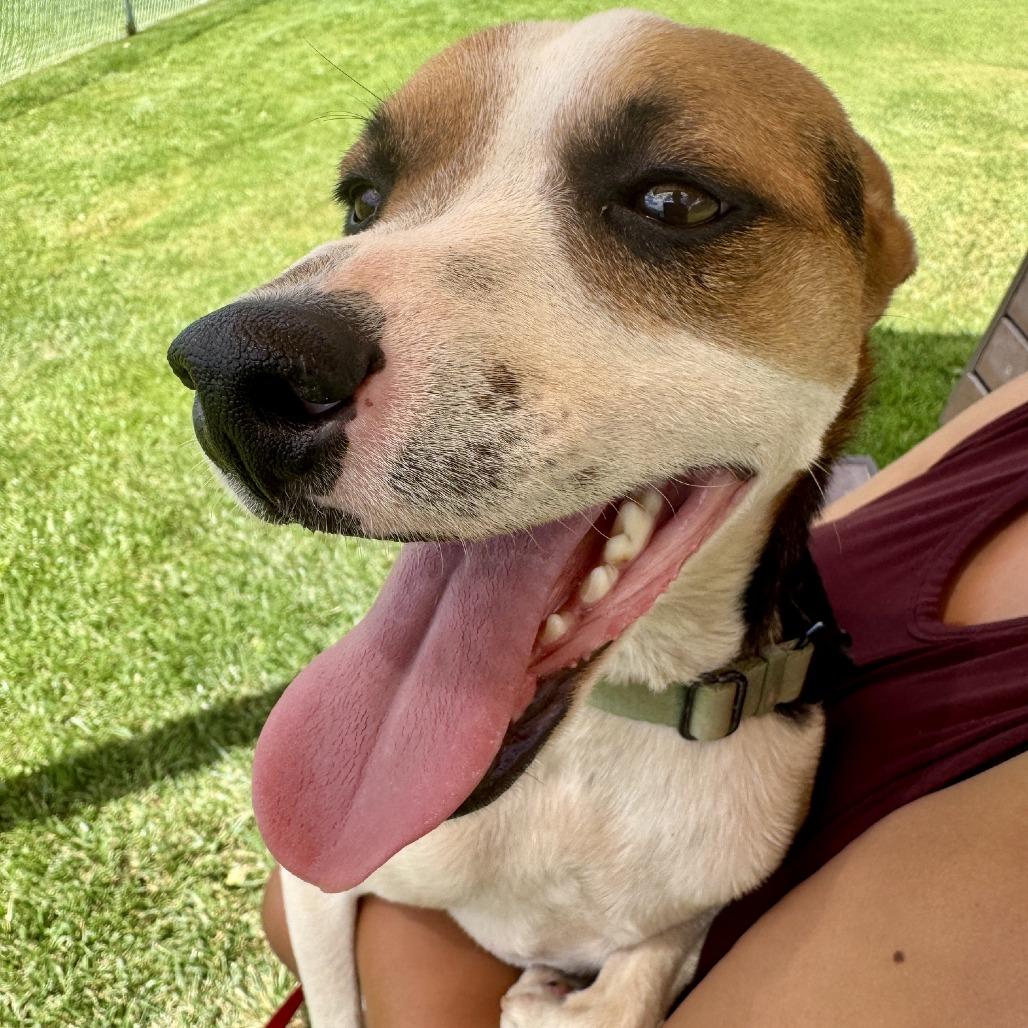 Eddie, Adoptable, Adult Male Shepherd.