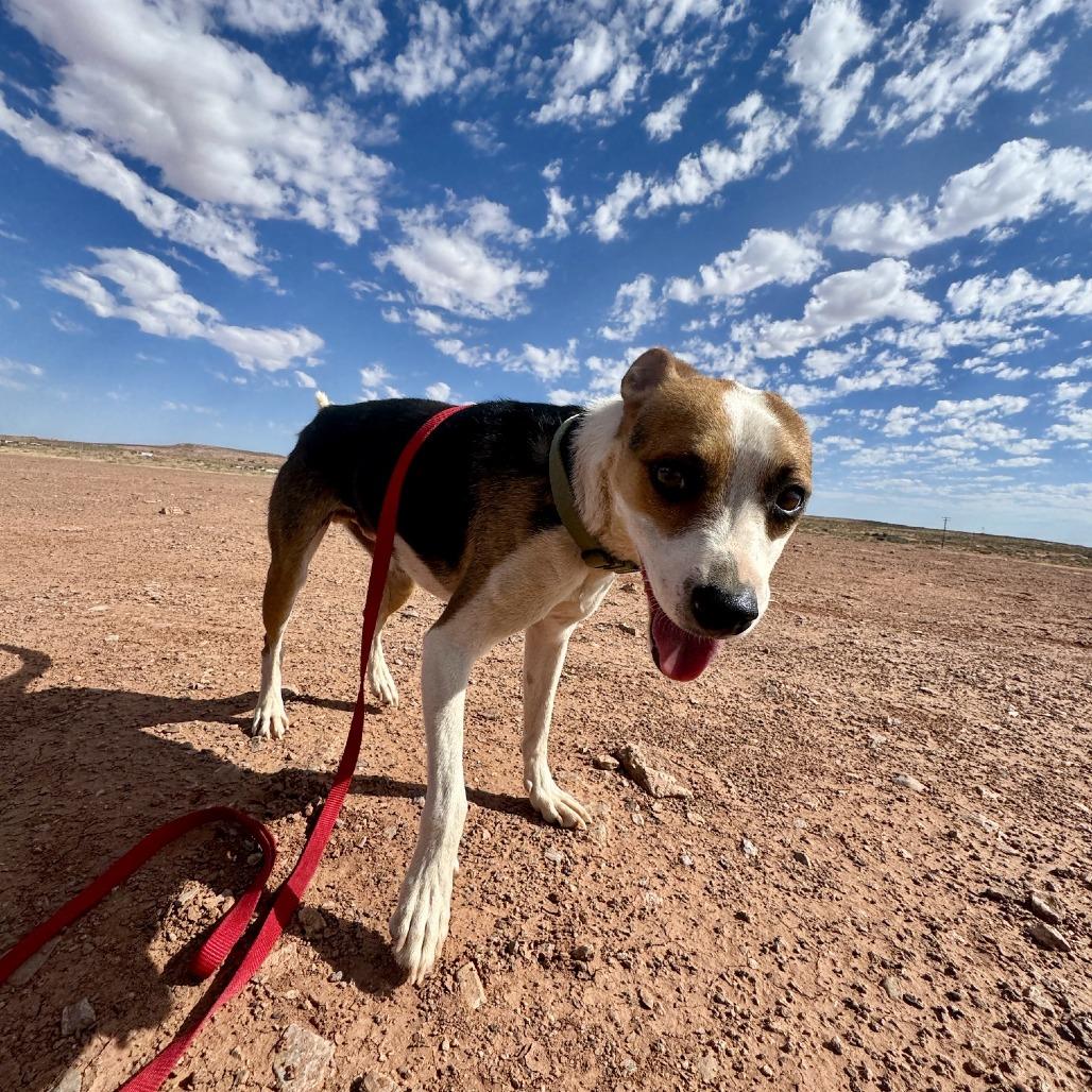 Enlarge Eddie, a Adoptable Shepherd in Tuba City, AZ image 2/6