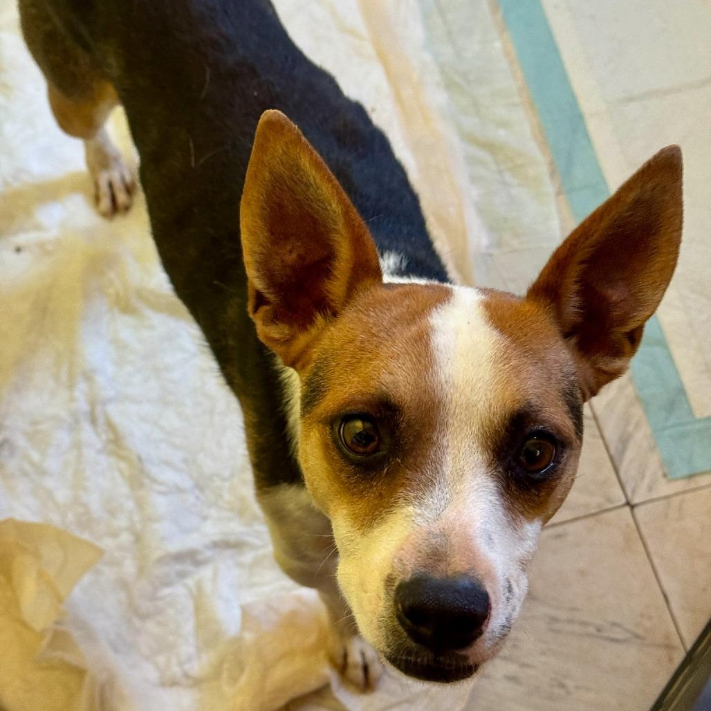 Enlarge Eddie, a Adoptable Shepherd in Tuba City, AZ image 3/6