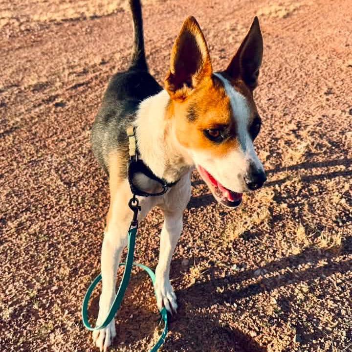 Enlarge Eddie, a Adoptable Shepherd in Tuba City, AZ image 4/6