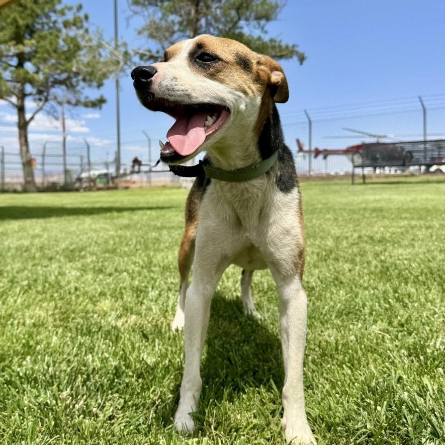 Enlarge Eddie, a Adoptable Shepherd in Tuba City, AZ image 5/6
