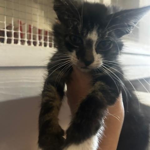 Marshmello, ADOPTABLE, Kitten Male Domestic Medium Hair.