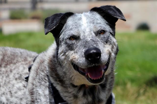Enlarge DUALLY, a Adoptable Australian Cattle Dog / Blue Heeler in San Luis Obispo, CA image 1/1