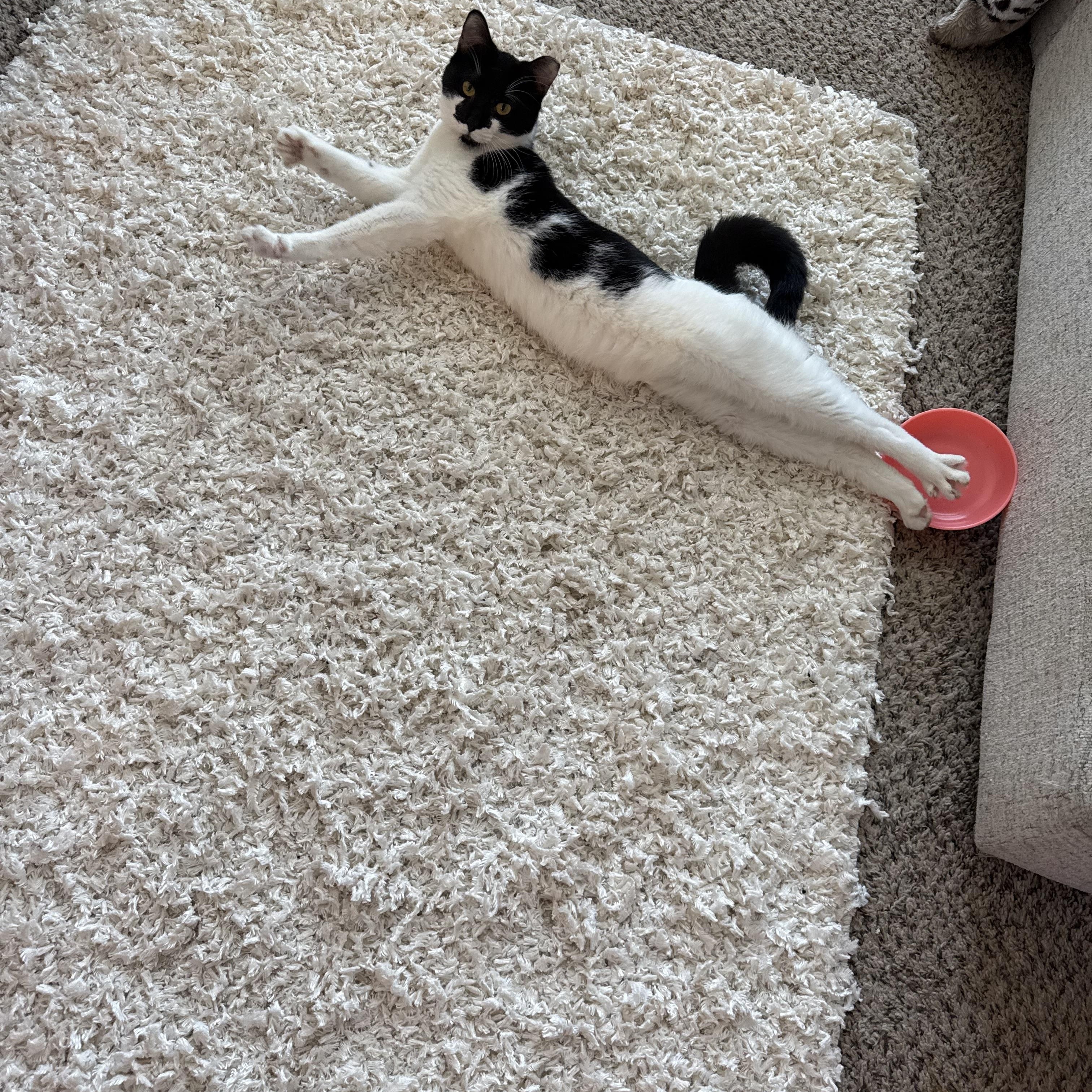 Enlarge Smudge, a ADOPTABLE Domestic Short Hair in Charlotte, NC image 3/5