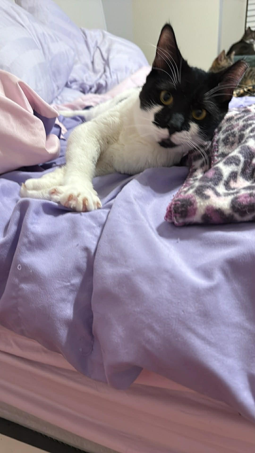 Smudge, ADOPTABLE, Kitten Male Domestic Short Hair.