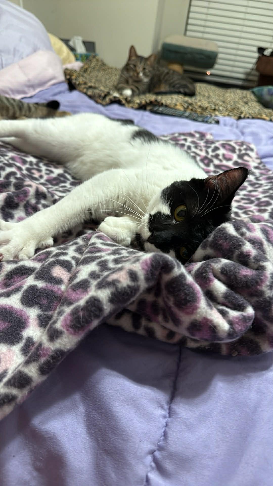 Enlarge Smudge, a ADOPTABLE Domestic Short Hair in Charlotte, NC image 4/5
