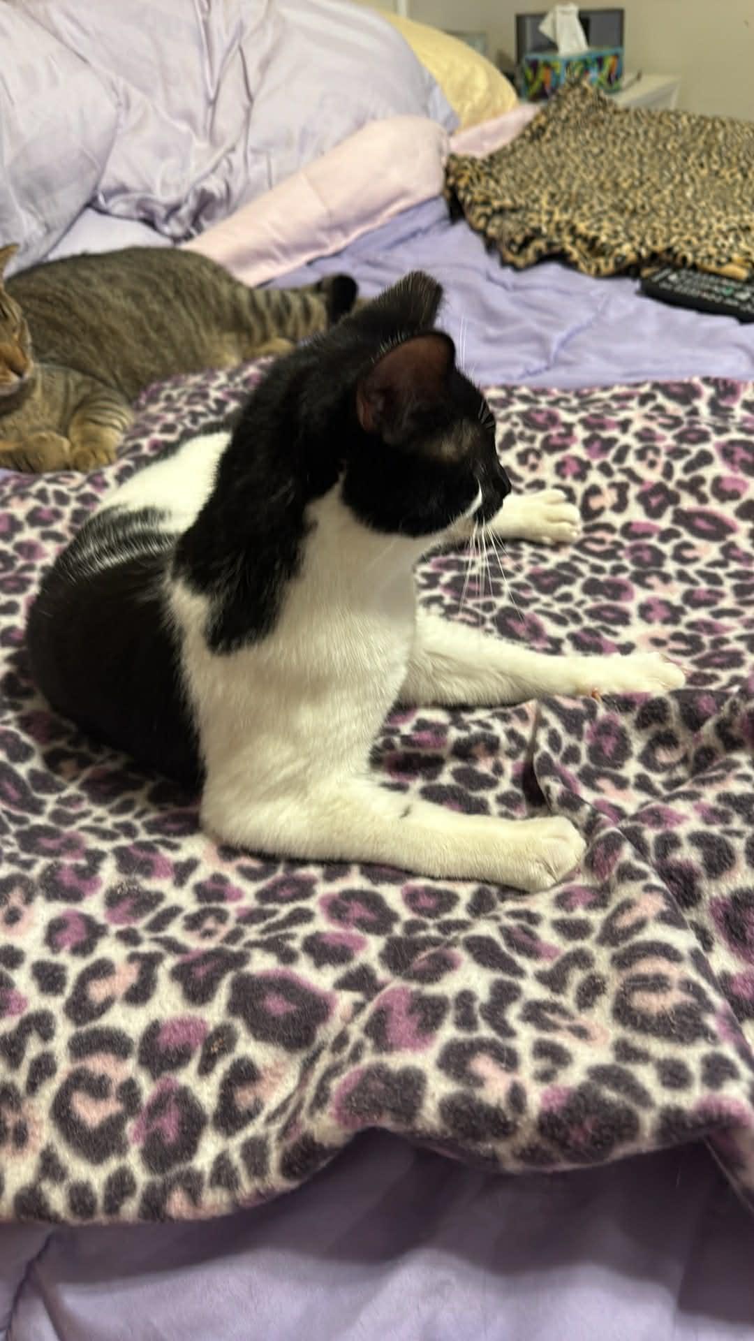 Enlarge Smudge, a ADOPTABLE Domestic Short Hair in Charlotte, NC image 5/5