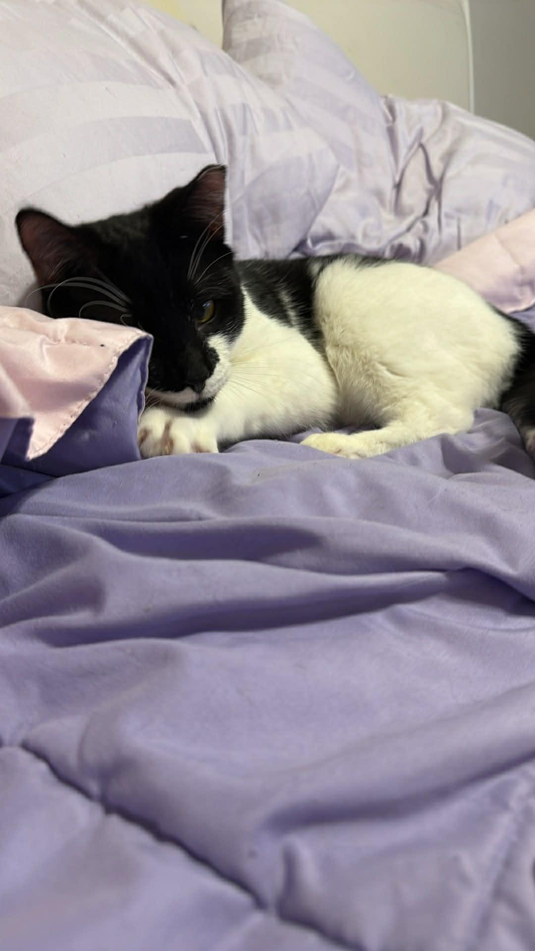 Enlarge Smudge, a ADOPTABLE Domestic Short Hair in Charlotte, NC image 2/5