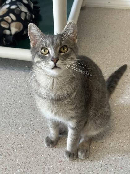 Enlarge Fresh Avocado, a Adoptable mixed breed in Winona, MN image 1/3