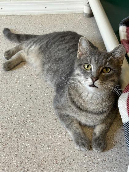 Enlarge Fresh Avocado, a Adoptable mixed breed in Winona, MN image 2/3