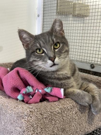 Enlarge Fresh Avocado, a Adoptable mixed breed in Winona, MN image 3/3