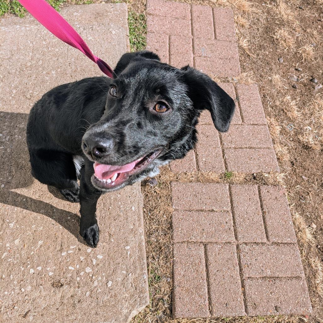 Poppy, Adoptable, Young Female Labrador Retriever.