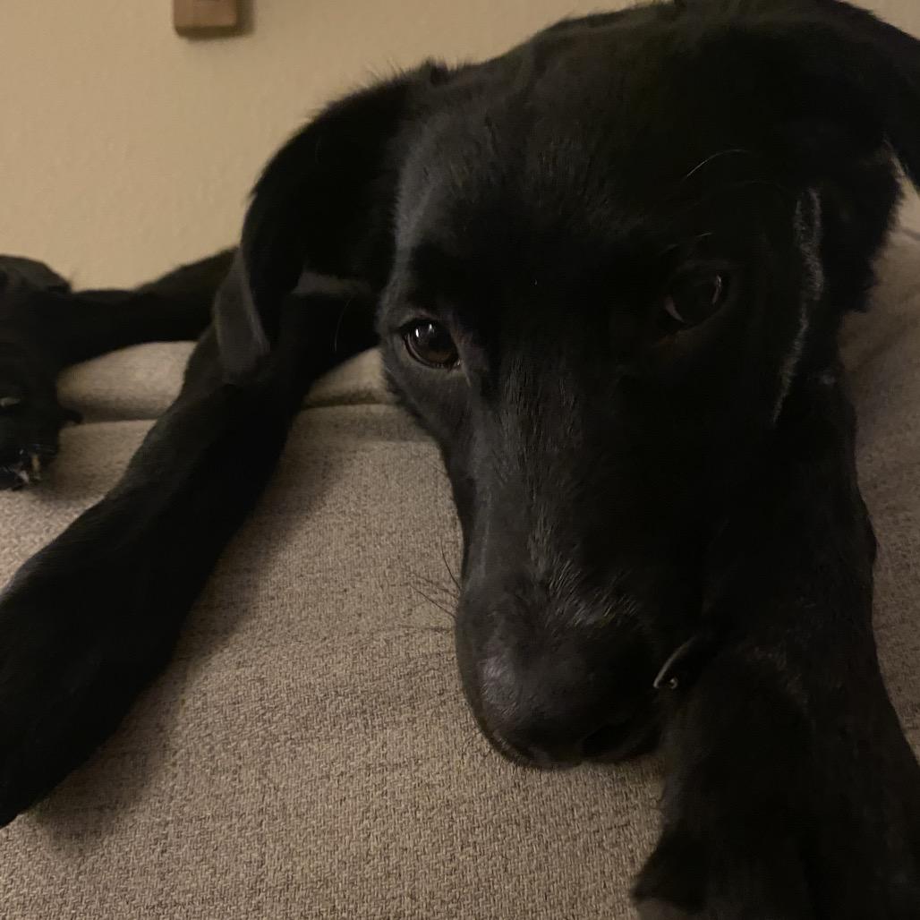 Enlarge Poppy, a Adoptable mixed breed in Springfield, MO image 2/6