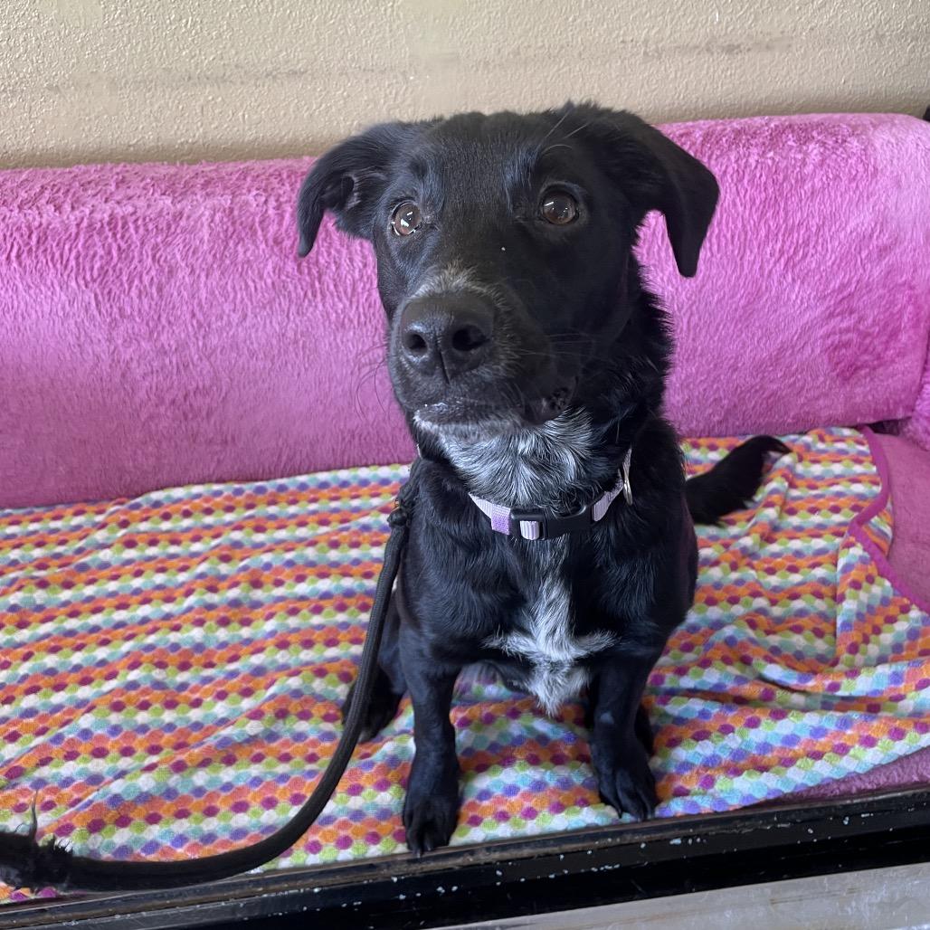 Enlarge Poppy, a Adoptable mixed breed in Springfield, MO image 3/6