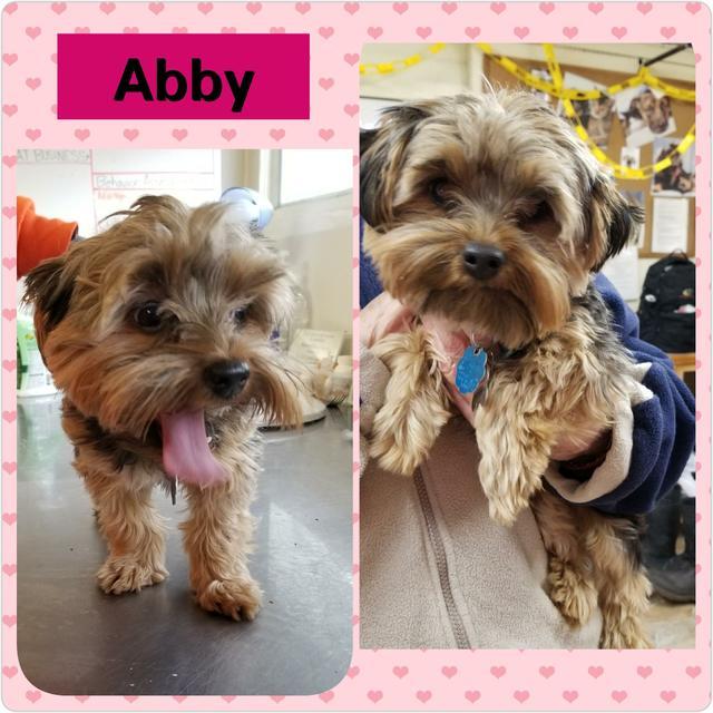 Abby, Adopted, Adult Female Yorkshire Terrier & Schnauzer.