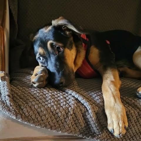 Enlarge Sloane (20260811-04), a Adoptable mixed breed in Port Colborne, ON image 3/6
