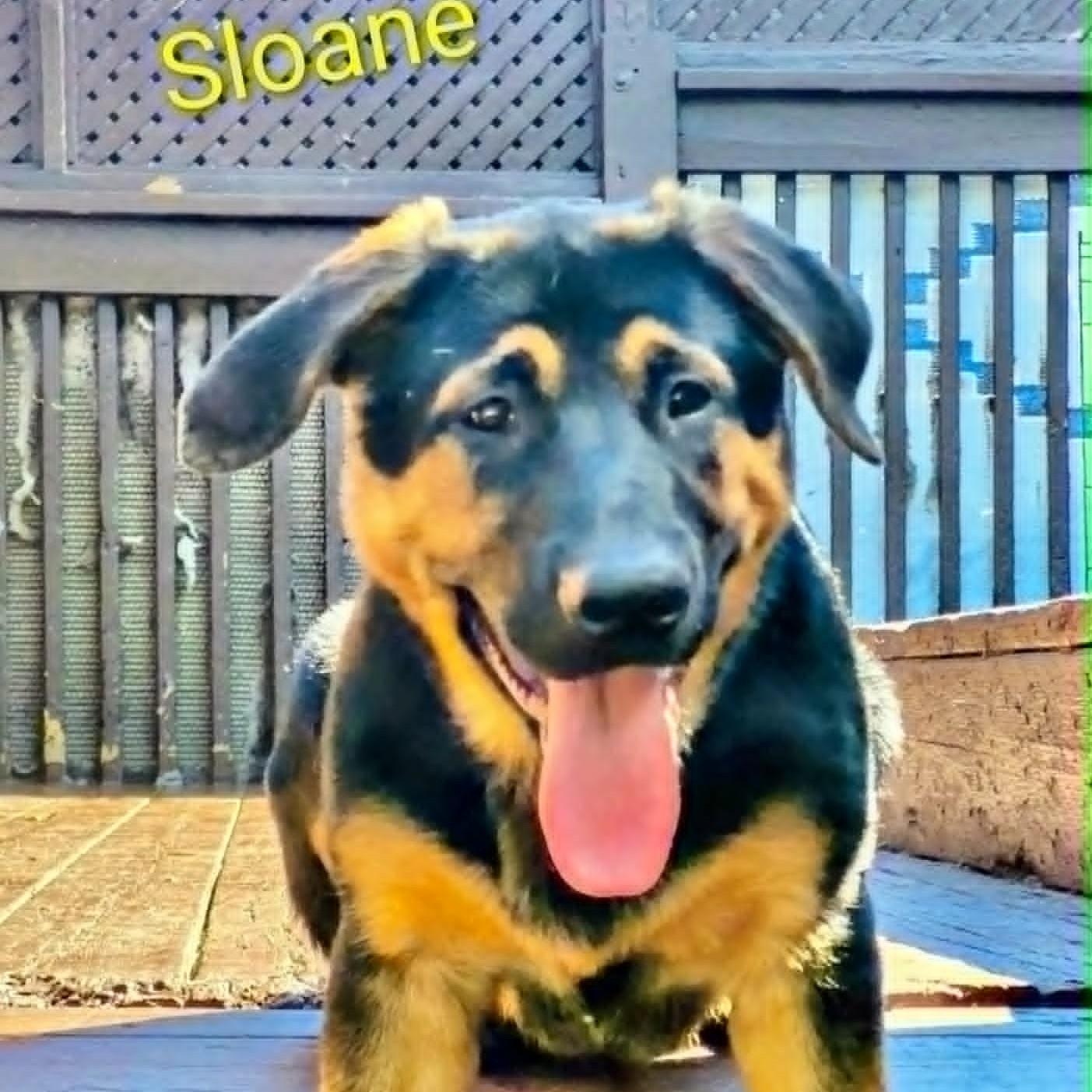 Enlarge Sloane (20260811-04), a Adoptable mixed breed in Port Colborne, ON image 6/6
