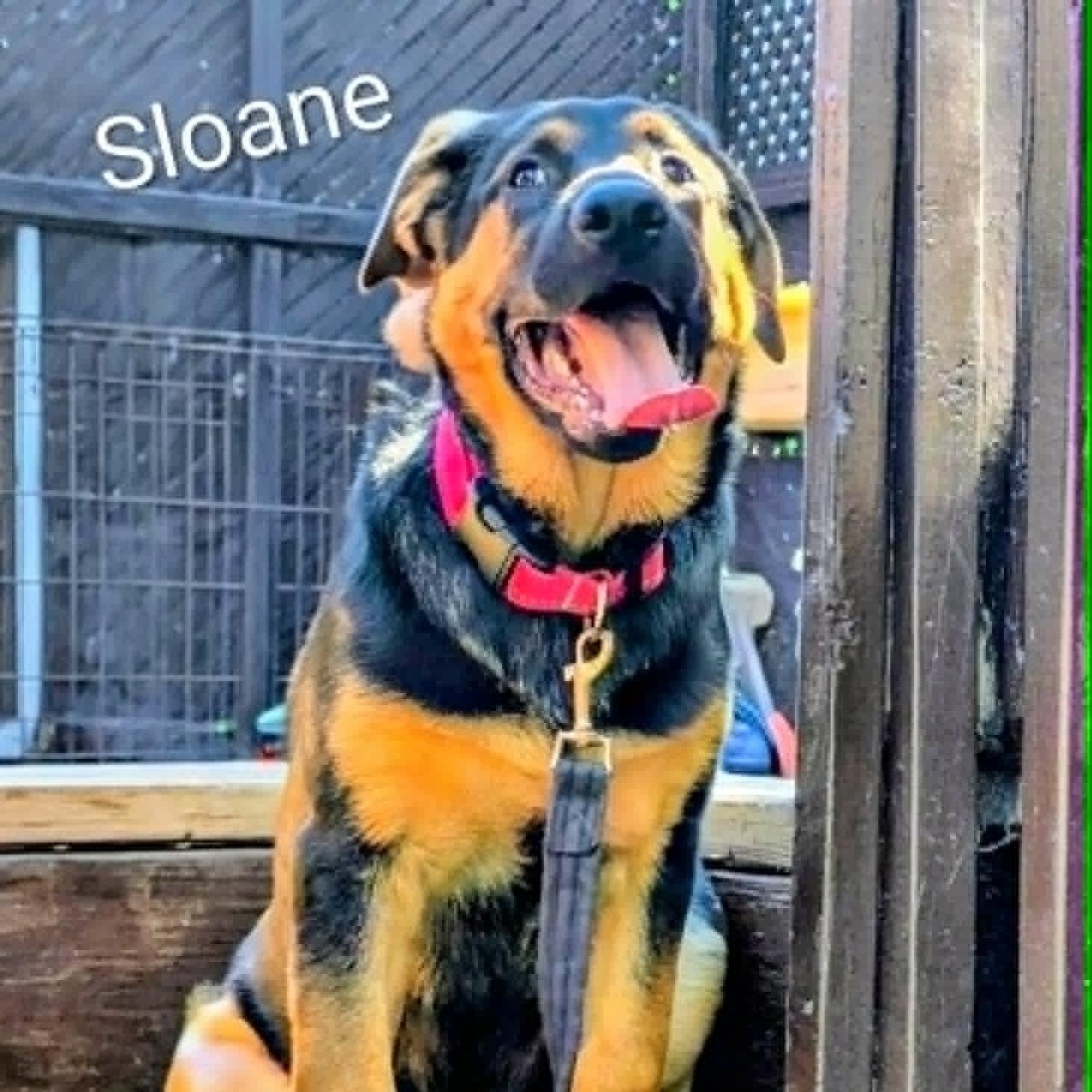Enlarge Sloane (20260811-04), a Adoptable mixed breed in Port Colborne, ON image 5/6