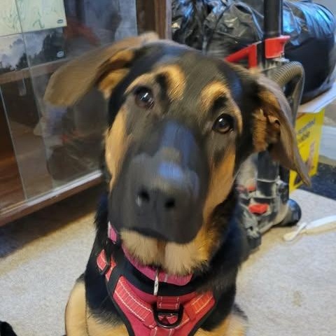 Sloane (20260811-04), ADOPTABLE, Puppy Female Mastiff.