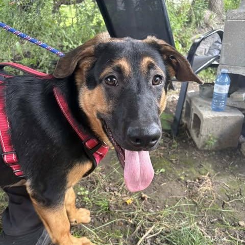 Enlarge Sloane (20260811-04), a Adoptable mixed breed in Port Colborne, ON image 2/6