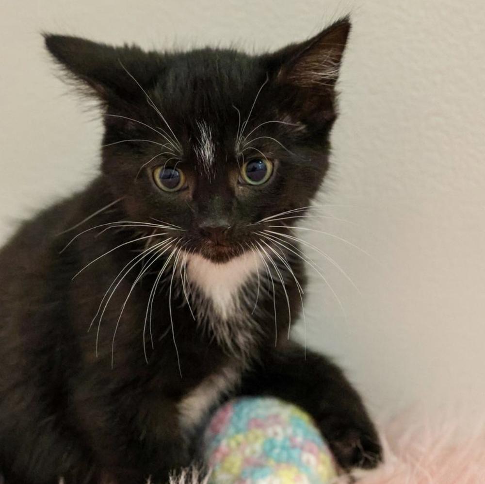 **Cat Cafe** Apple Pay, Adoptable, Kitten Male Domestic Short Hair.