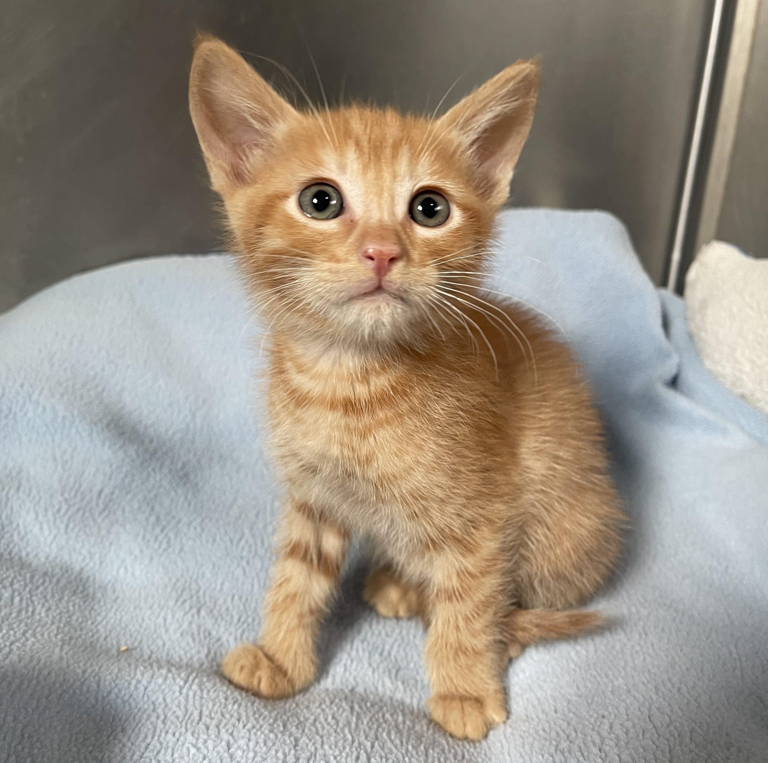 Peter, Adoptable, Young Male Domestic Short Hair.