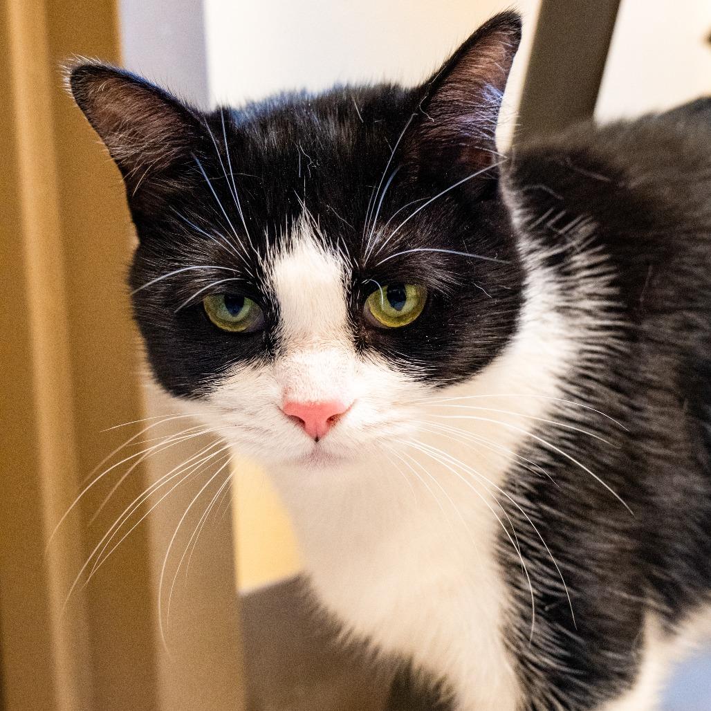 Enlarge Viola Davis, a Adoptable Domestic Short Hair in Baltimore, MD image 1/5