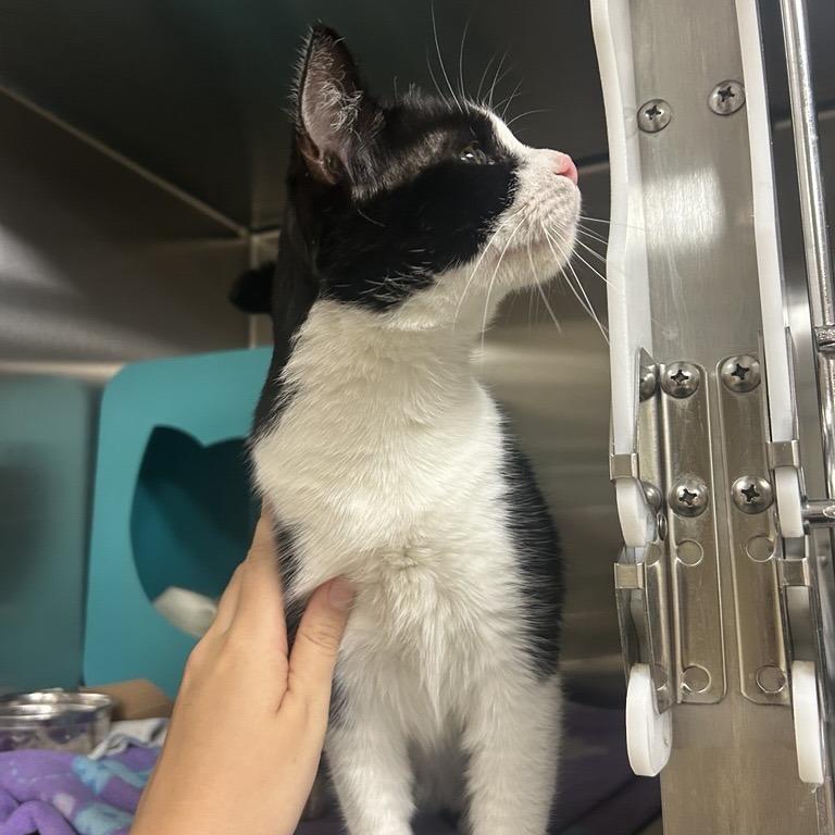 Enlarge Viola Davis, a Adoptable Domestic Short Hair in Baltimore, MD image 2/5