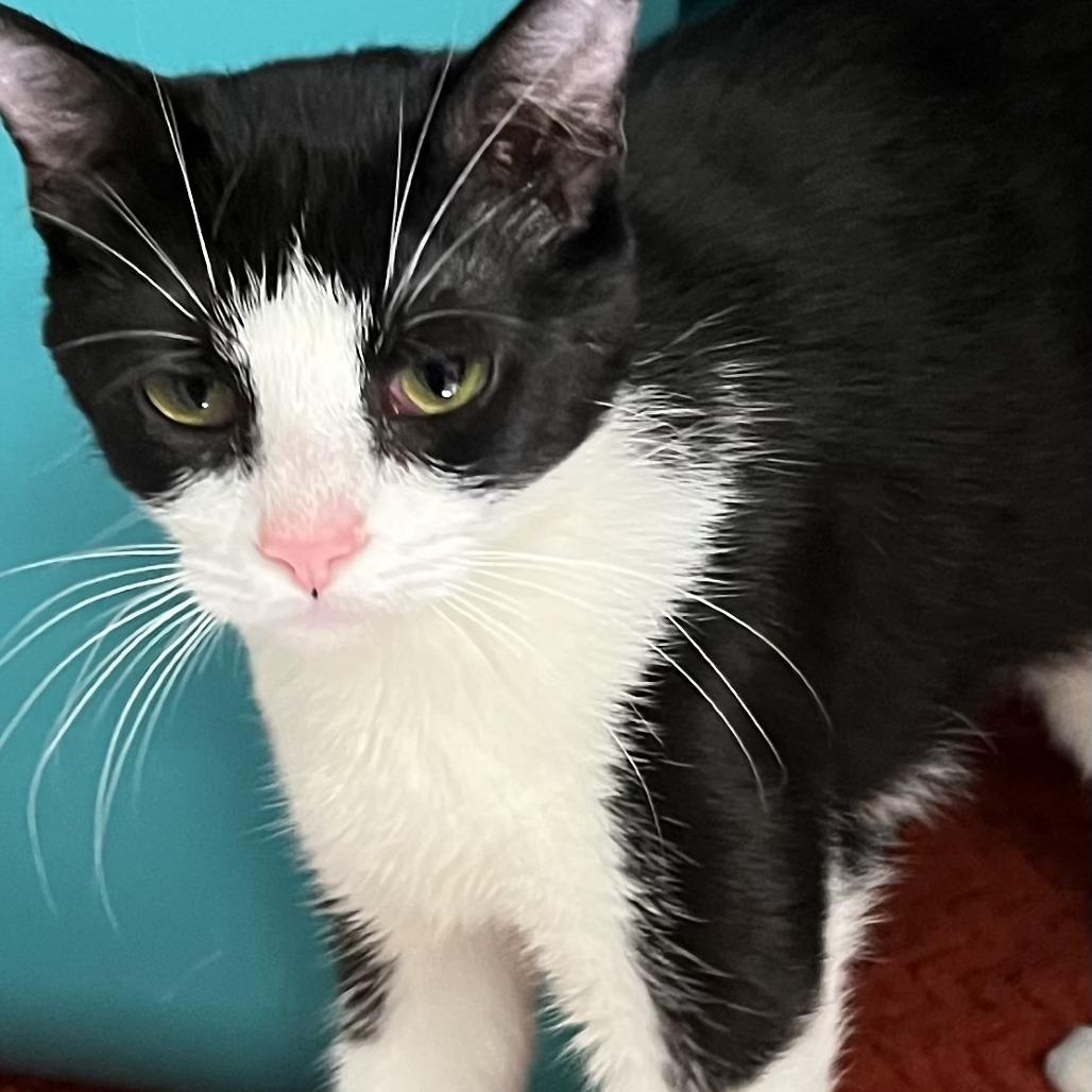 Enlarge Viola Davis, a Adoptable Domestic Short Hair in Baltimore, MD image 3/5