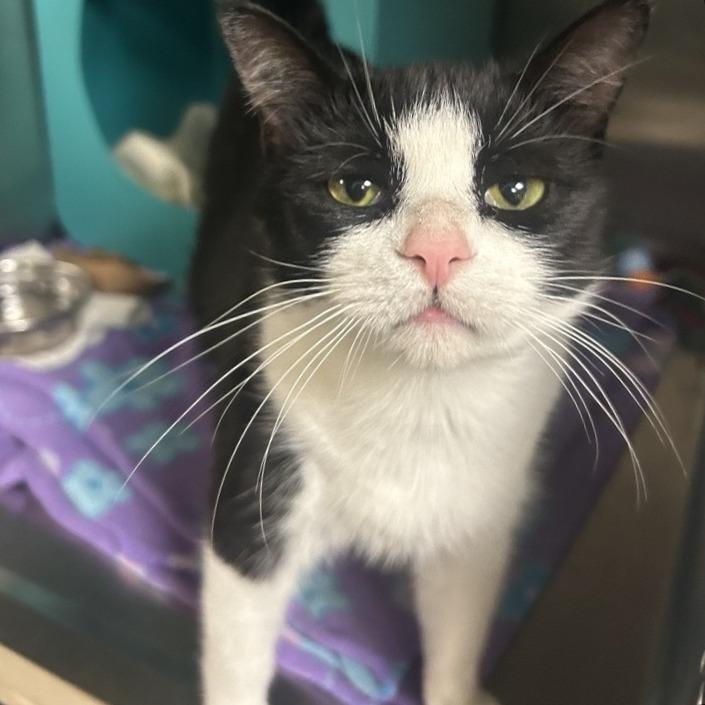 Enlarge Viola Davis, a Adoptable Domestic Short Hair in Baltimore, MD image 4/5