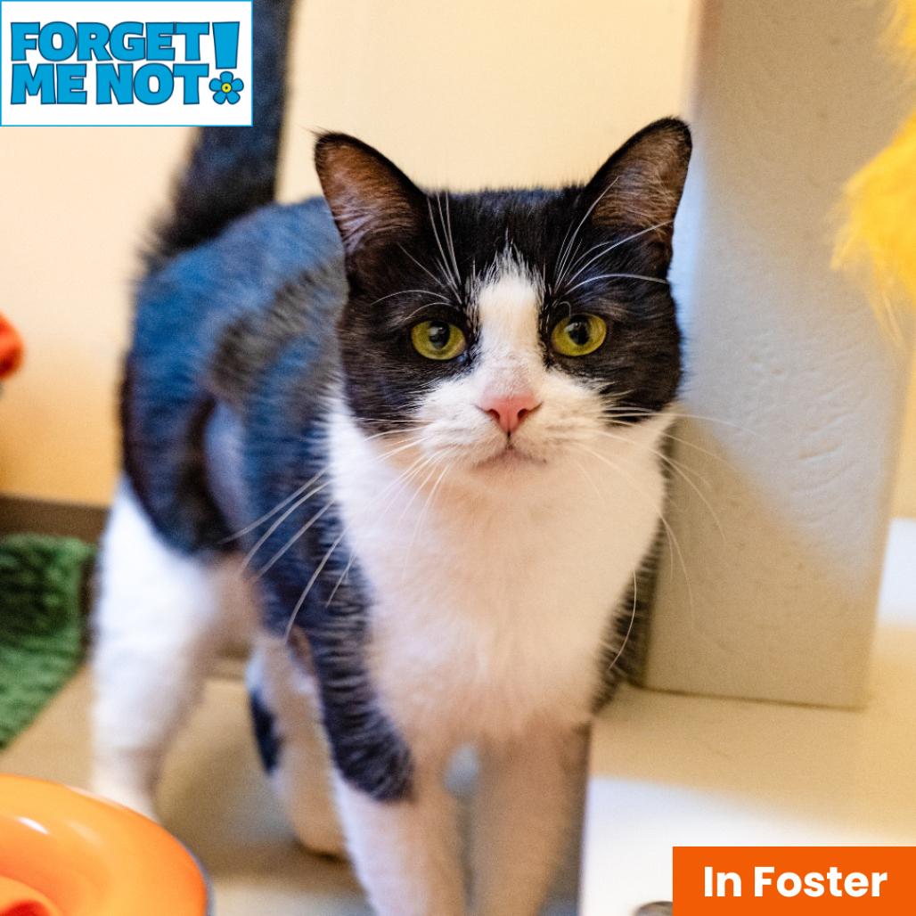 Enlarge Viola Davis, a Adoptable Domestic Short Hair in Baltimore, MD image 5/5