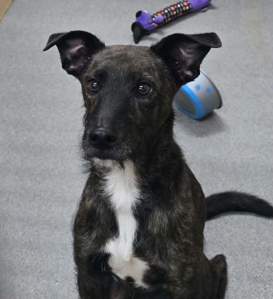 Dobby, Adoptable, Adult Male Wirehaired Terrier.