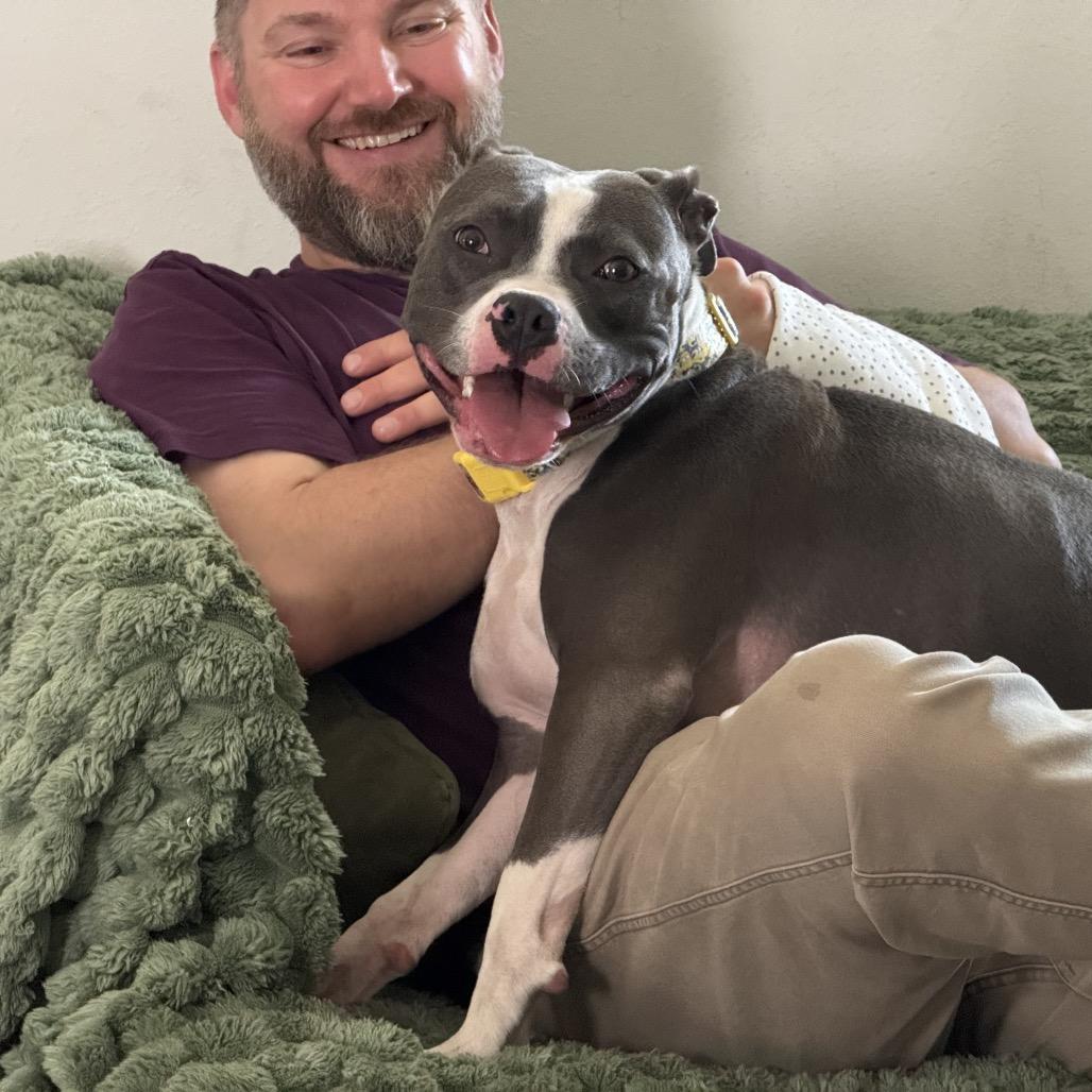 Maren, a Adoptable Pit Bull Terrier in Chicago, IL image 1/6