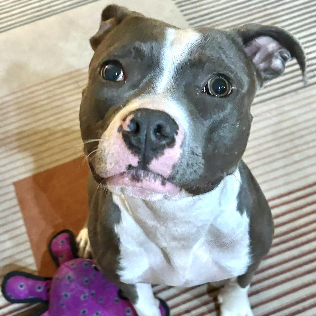 Enlarge Maren, a Adoptable Pit Bull Terrier in Chicago, IL image 2/6
