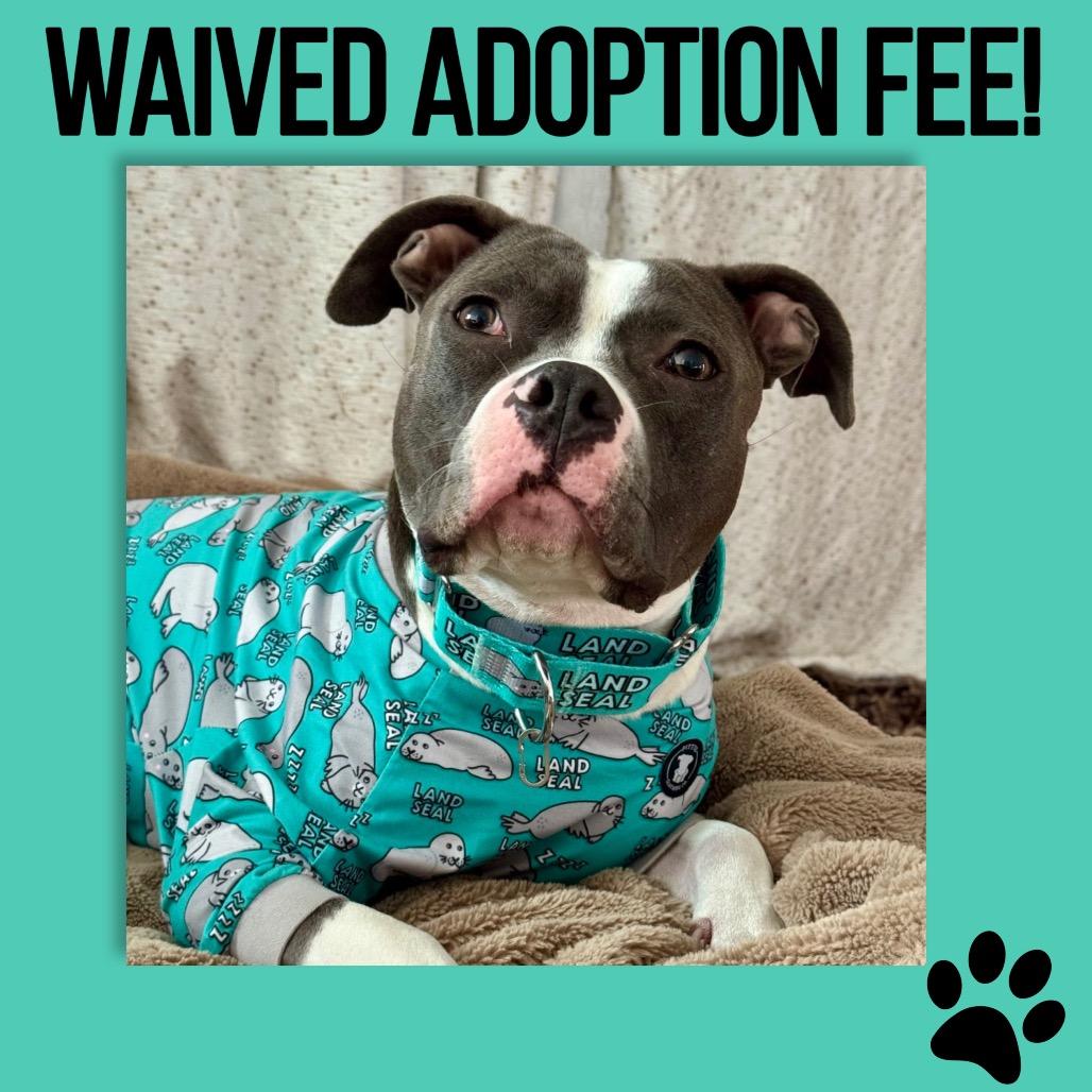 Maren, a Adoptable Pit Bull Terrier in Chicago, IL image 1/6