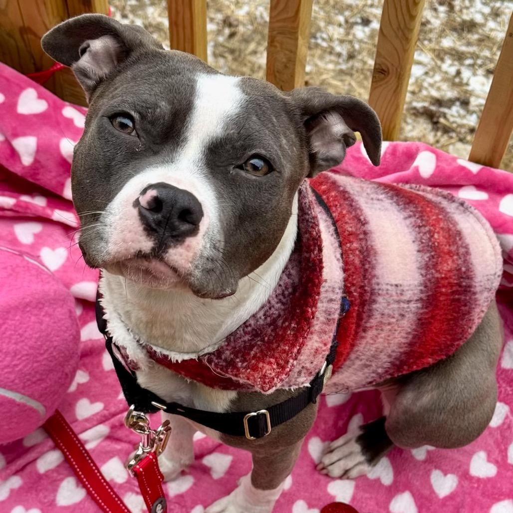 Maren, a Adoptable Pit Bull Terrier in Chicago, IL image 2/6