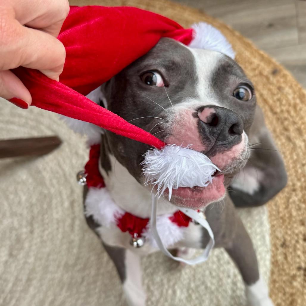 Enlarge Mary Puppins, a Adoptable Pit Bull Terrier in Chicago, IL image 2/4