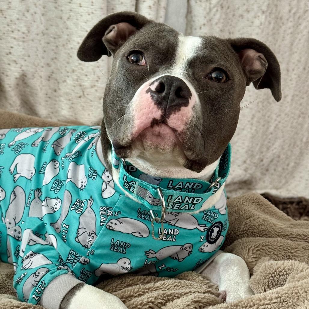 Enlarge Mary Puppins, a Adoptable Pit Bull Terrier in Chicago, IL image 1/4