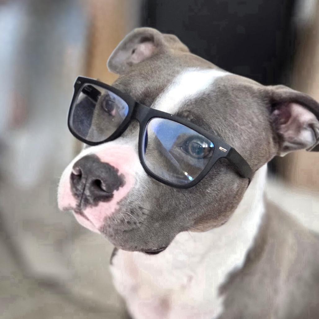 Maren, a Adoptable Pit Bull Terrier in Chicago, IL image 4/6