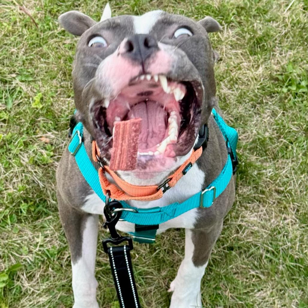 Enlarge Mary Puppins, a Adoptable Pit Bull Terrier in Chicago, IL image 3/4