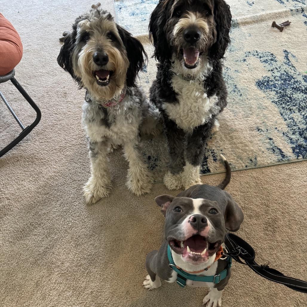 Maren, a Adoptable Pit Bull Terrier in Chicago, IL image 5/6